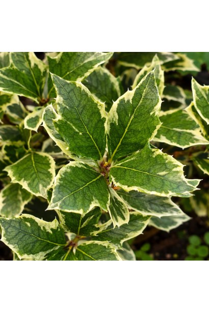 Ilex altaclerensis Golden King 